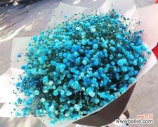 用满天星花语让青春绽放 满天星花语致青春