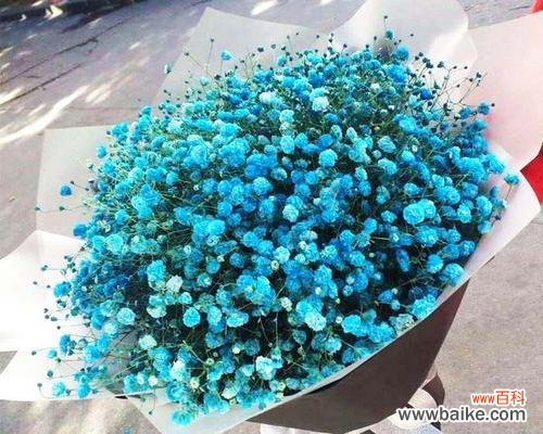 用满天星花语让青春绽放 满天星花语致青春