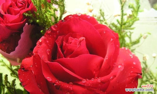 解读玫瑰花的深刻内涵,了解不同颜色和数量的花朵所代表的含义 玫瑰花的花语与象征