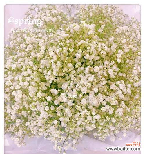 浪漫之星的故事，满天星的意义 满天星象征的浪漫与希望