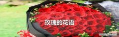 探寻玫瑰花的深层含义 玫瑰的花语与意义