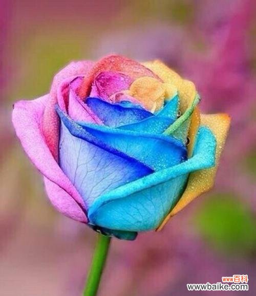 玫瑰花语的意义及传递情感的艺术 19朵玫瑰花的花语深意