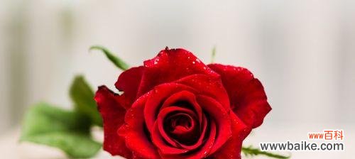 解读玫瑰花的花期与生长周期,探寻花朵开放的秘密 玫瑰花的花期