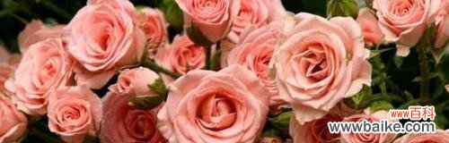 解读玫瑰花的花期与生长周期,探寻花朵开放的秘密 玫瑰花的花期