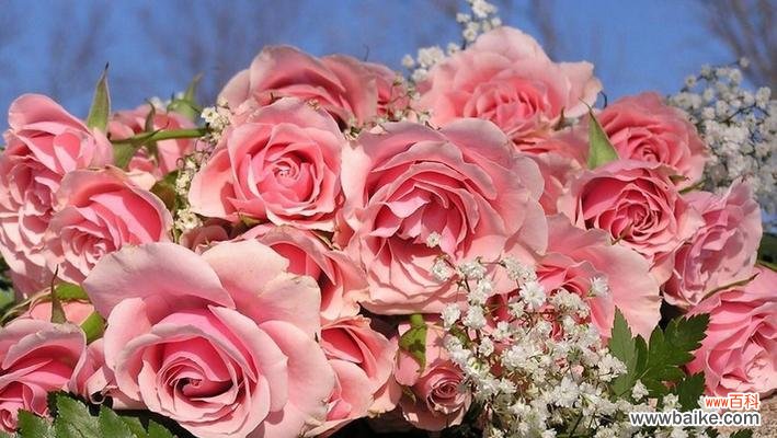 揭秘玫瑰花不同颜色的含义及象征 玫瑰花的花语之不同颜色的意义