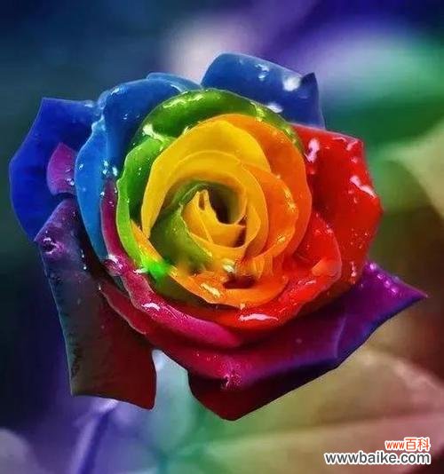 揭秘玫瑰花不同颜色的含义及象征 玫瑰花的花语之不同颜色的意义