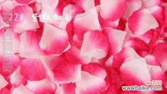 揭秘玫瑰花瓣的多重寓意 玫瑰花瓣的含义