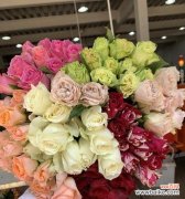 探索玫瑰世界，传递爱与美 玫瑰花的品种与意义