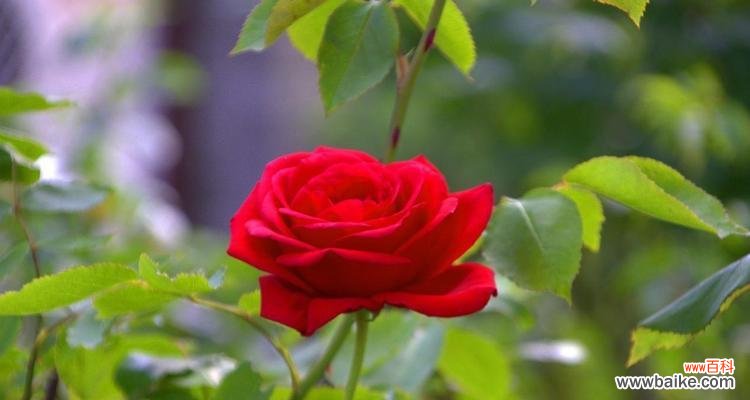 探索玫瑰花的神秘花语，解读不同颜色的含义 玫瑰花的花语和寓意