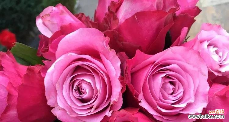 探索玫瑰花的神秘花语，解读不同颜色的含义 玫瑰花的花语和寓意