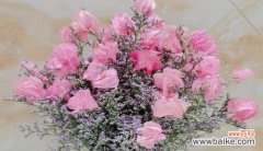 爱情的花海中，一朵朵芬芳绽放的意义 玫瑰花与情人草