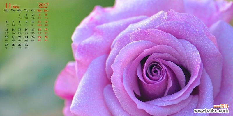 玫瑰花的世界 探寻玫瑰花的品种和含义