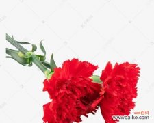 传递爱与敬意的鲜花之语 红色康乃馨的象征意义