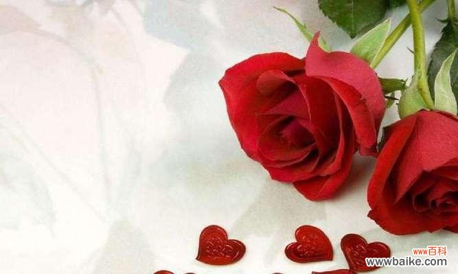 红色玫瑰花的浓情蜜意与热烈爱意 红色玫瑰花的花语及寓意
