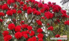 揭示红色杜鹃花的丰富内涵与象征意义 红色杜鹃花的美丽与寓意