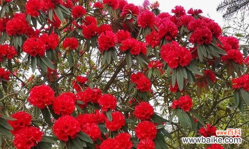 揭示红色杜鹃花的丰富内涵与象征意义 红色杜鹃花的美丽与寓意