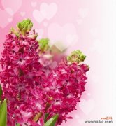 用紫红色风信子传递真挚感情 紫红色风信子的花语——爱与热情的象征