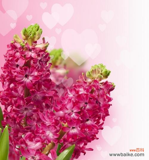 用紫红色风信子传递真挚感情 紫红色风信子的花语——爱与热情的象征