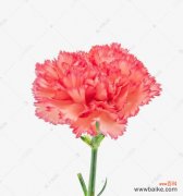 表达爱与坚强的美丽之花 红色康乃馨的象征意义