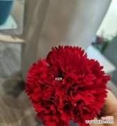 探索红色康乃馨所代表的情感和象征意义 红色康乃馨的深意