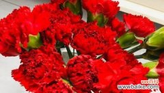 红色康乃馨传递爱与热情的情感 红色康乃馨花语的意义和象征