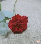 用红色康乃馨传达深情厚意 红色康乃馨花语-爱的真挚与热情