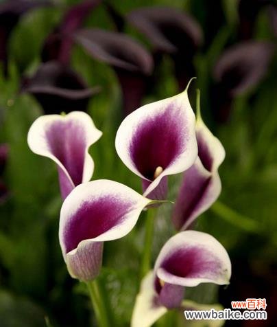 生命之花绽放的奇迹与力量 红色马蹄莲的象征意义及美丽与神秘