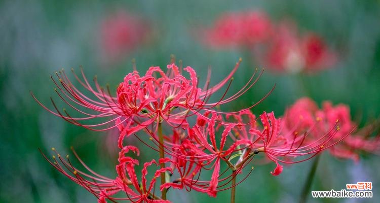 唤醒心灵的鲜红花朵 红色曼陀罗花语
