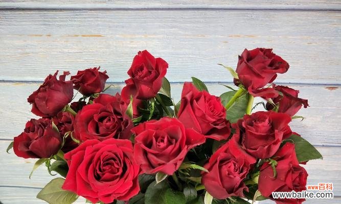 浪漫爱情之花 红色玫瑰花的意义与象征