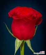 浪漫爱情的象征 红色玫瑰的花语与寓意