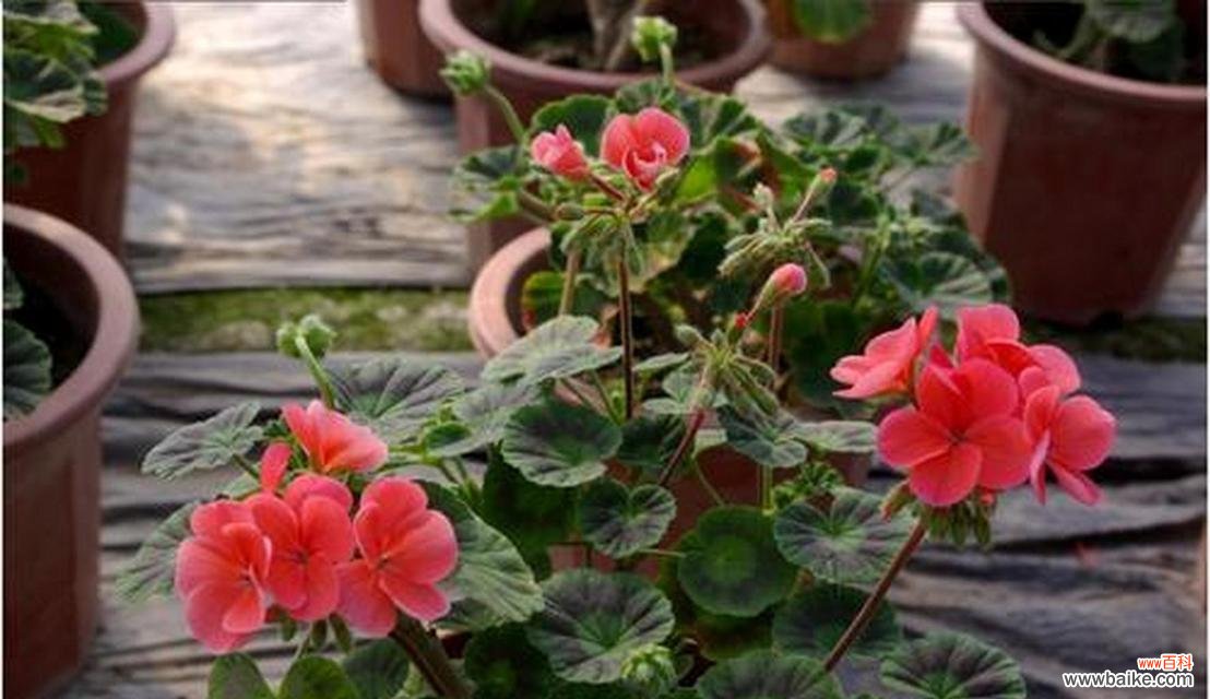 天竺葵的花语有哪些？它们各自代表什么意义？