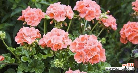 天竺葵的花语有哪些？它们各自代表什么意义？