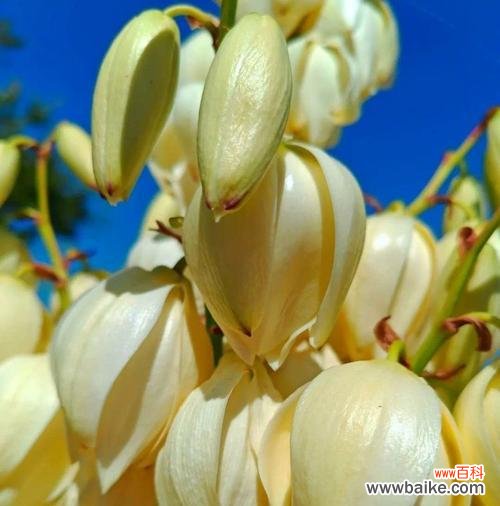 细叶花语所指的植物是什么？