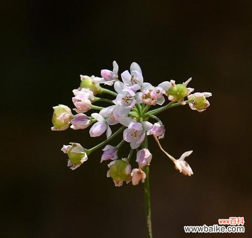 细叶花语所指的植物是什么？