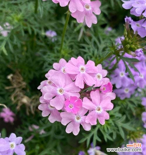 细叶花语所指的植物是什么？