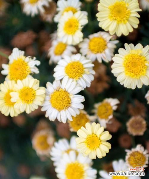 云中花的花语是什么?庐山花语世界是做什么的?