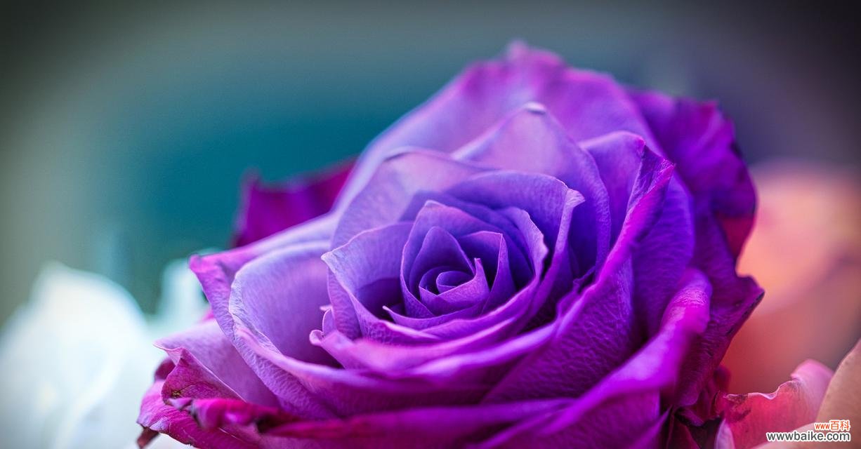 丝带玫瑰蓝紫色花语有何寓意?