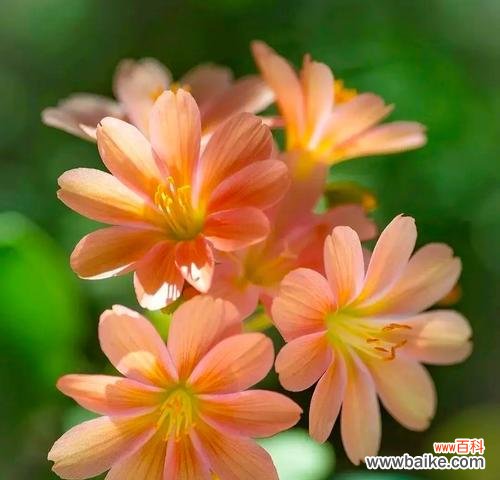 花语中重获幸福代表什么？如何表达这种情感？