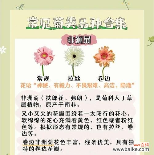 隐逸的爱花语是什么花？这种花语表达了怎样的爱情观？