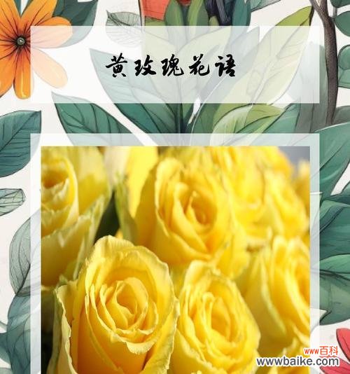 哪种玫瑰花代表友谊?如何用玫瑰花语表达友情?