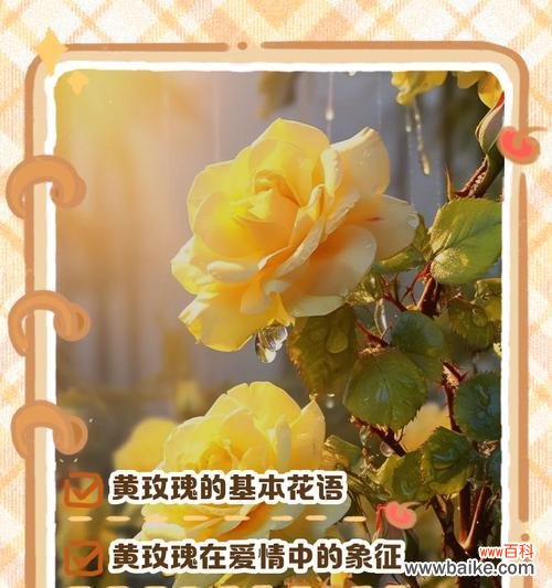 哪种玫瑰花代表友谊?如何用玫瑰花语表达友情?