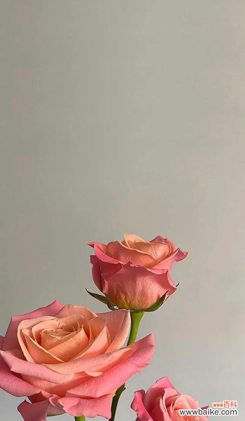 哪种玫瑰花代表友谊?如何用玫瑰花语表达友情?