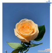 香槟玫瑰传递什么信息？它的花语有何特别之处？