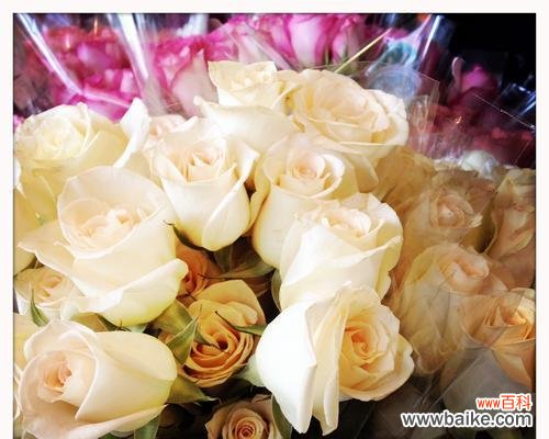 香槟玫瑰传递什么信息？它的花语有何特别之处？