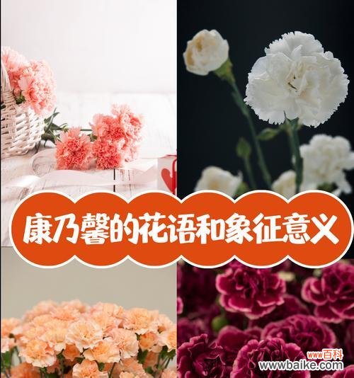 达林顿花语是什么？粉白康乃馨花语又是什么？