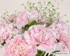 达林顿花语是什么？粉白康乃馨花语又是什么？