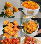 橙色玫瑰花的花语有何深意？