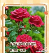 冰山兰玫瑰的花语是什么？它代表了哪种情感？