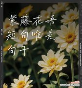 绒毛花的花语是什么？这种花象征着什么？