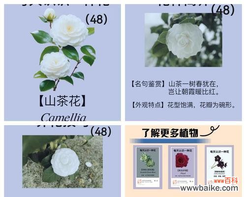 哪种花的花语象征着爱情?